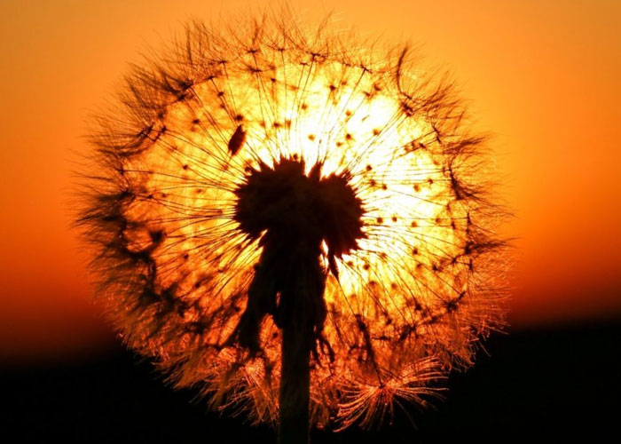 Horóscopo dos Orixás