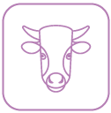Taurus Taurus