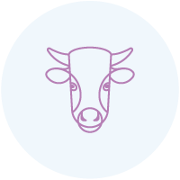 Taureau